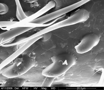 Media type: image;   Invertebrate Zoology 134690
